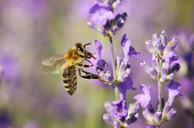 Close-up of honey bee pollinating on lavender flower
