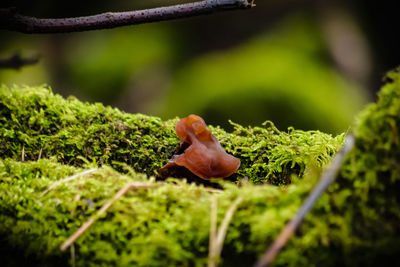 Close-up of mushroom on grass