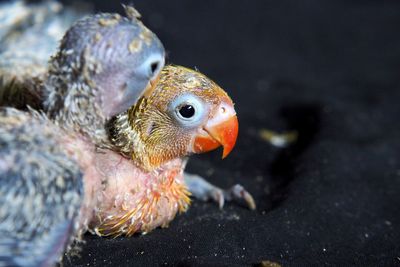 Close-up of a bird