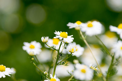 Close-up of white flowers blooming outdoors