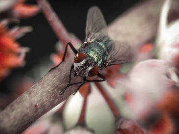 Close-up of fly on flower