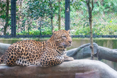 Tiger resting in a zoo