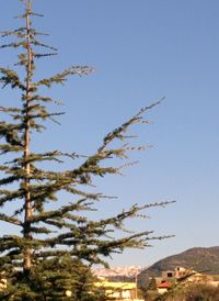 Tree against clear blue sky