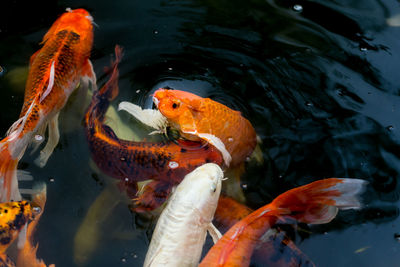 View of koi carps swimming in sea