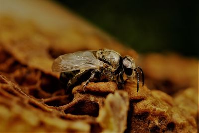Close-up of fly on rock