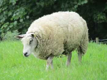 Sheep standing in a field