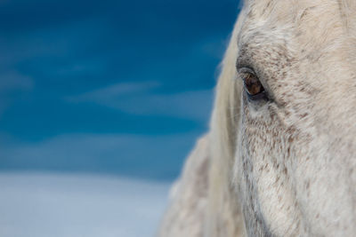 Close-up of horse against sea