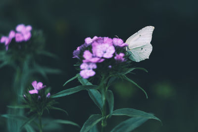 Close-up of butterfly on pink flowering plant