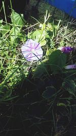 High angle view of purple flowers