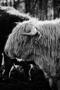 Sheep standing on field