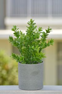 Close-up of potted plant against wall