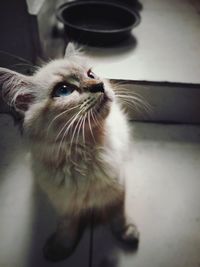 Close-up of a cat looking away