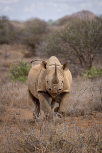 Black rhino