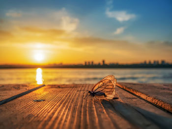 Large white butterfly sitting on wooden boards on the river bank at sunset. macro photography