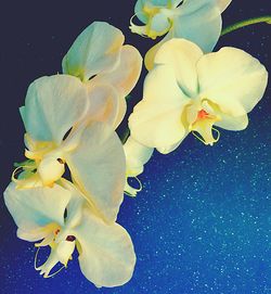 Close-up of yellow flowers against black background