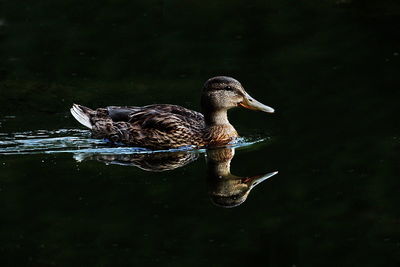 Close-up of duck swimming in lake