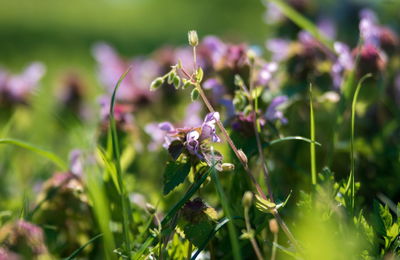 Close-up of purple flowering plant on field