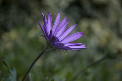 Close-up of purple flower