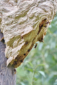 Close-up of insect on tree trunk