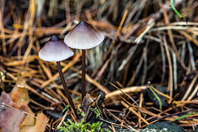 Close-up of mushroom growing on field