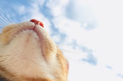 Close-up of a cat against sky