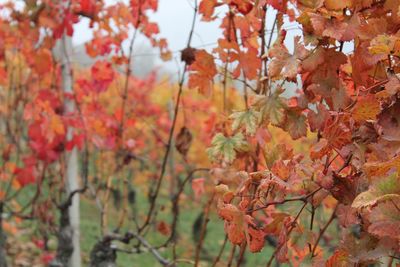 Close-up of tree during autumn