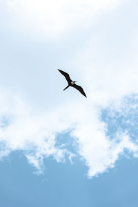 Low angle view of bird flying against sky