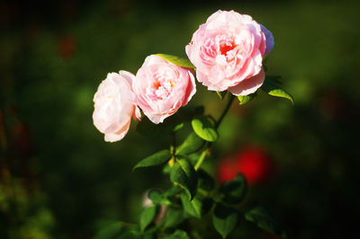 Roses in the rose garden of nervi in genoa, liguria, italy