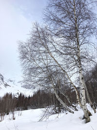 Bare trees on snow covered field against sky