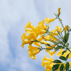 Low angle view of yellow flowering plant against sky