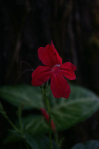 Close-up of red flowers