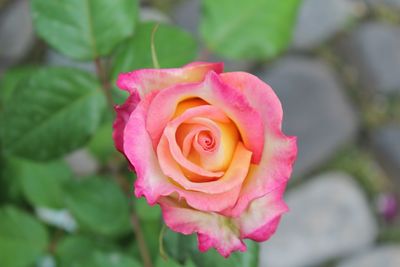 Close-up of pink rose blooming outdoors