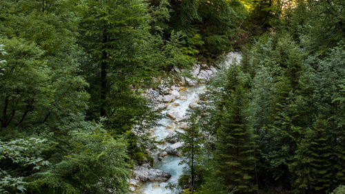 Scenic view of river amidst trees in forest