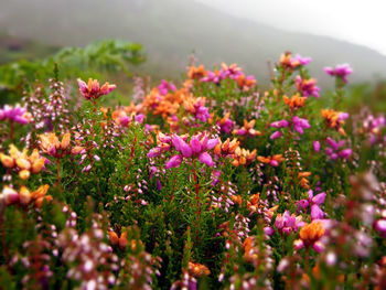 Pink flowers growing on field