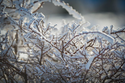 Close-up of snow on tree during winter