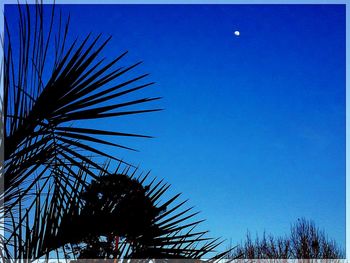 Low angle view of trees against clear blue sky