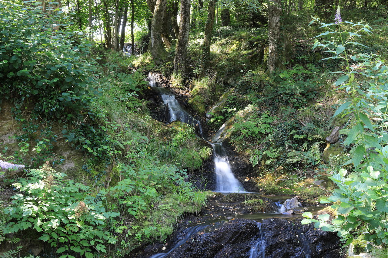 VIEW OF WATERFALL IN FOREST