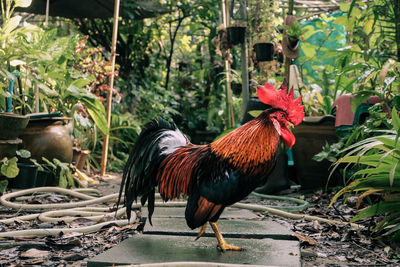 Chicken at yard