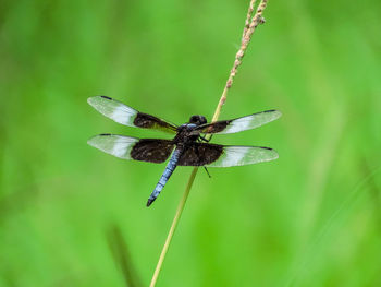 Dragonfly on stem over green water 