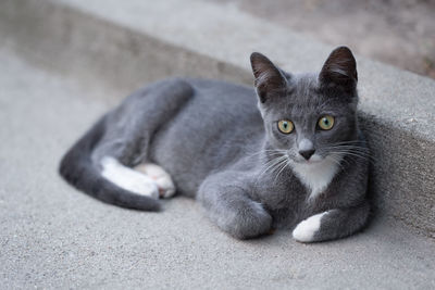 Portrait of cat relaxing outdoors