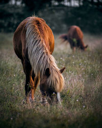 Horse standing on field