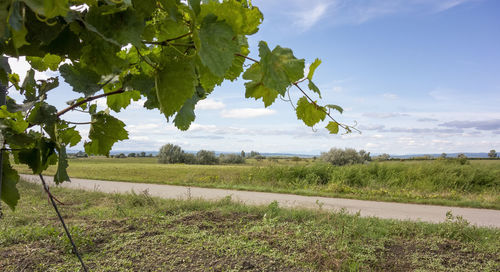 Trees on field against sky