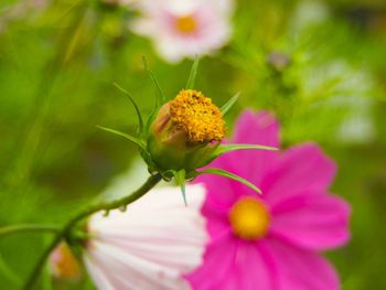 Close-up of insect on pink flower