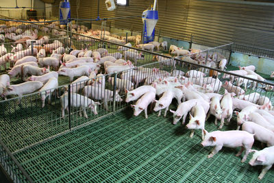 High angle view of sheep in pen