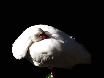 Close-up of bird against black background