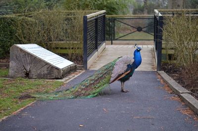 Peacock on footpath in zoo