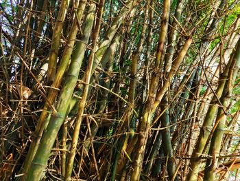 Low angle view of bamboo trees in forest