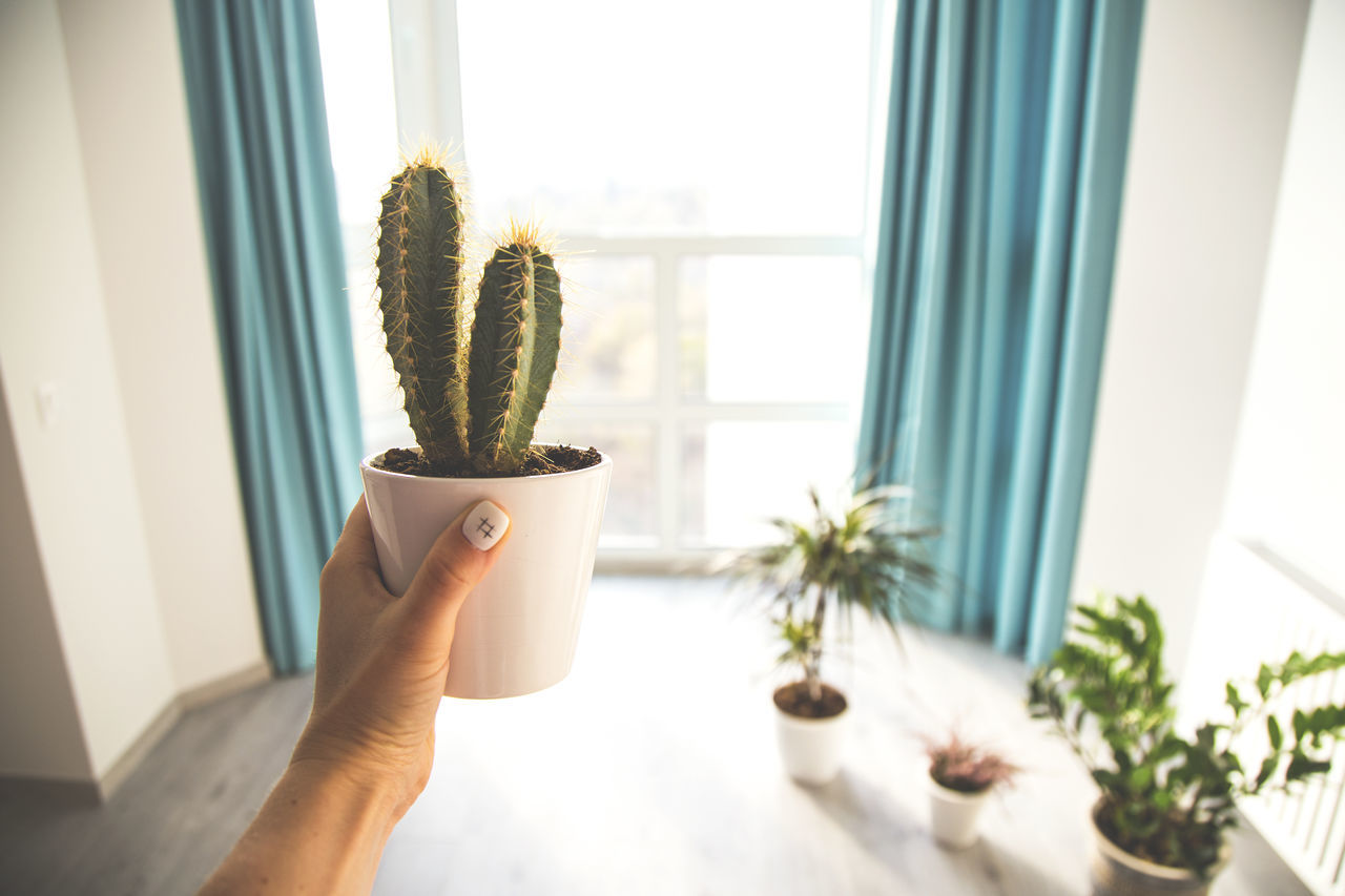 CROPPED IMAGE OF PERSON HOLDING CACTUS PLANT