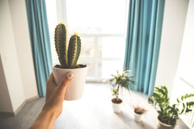 Cropped image of person holding cactus flower pot