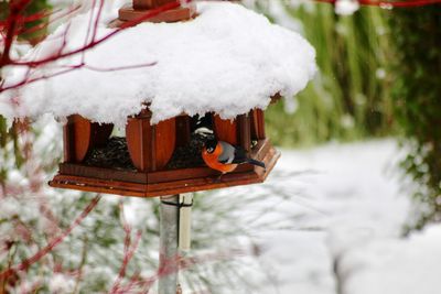 Close-up of birdhouse on snow covered tree
